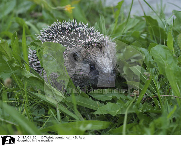 Hedgehog in the meadow / SA-01160