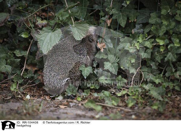 Igel / hedgehog / RR-104408