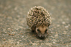 young hedgehog