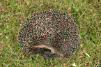 Hedgehog lies in the meadow