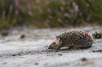 young Hedgehog