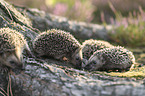 young Hedgehogs