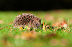 hedgehog