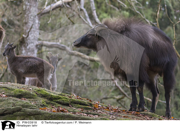 Himalaya-Tahr / Himalayan tahr / PW-03918