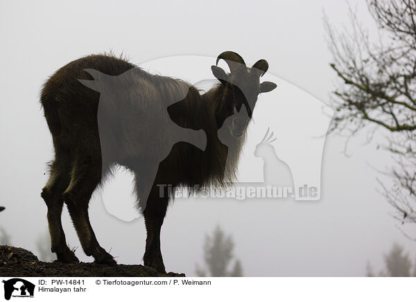 Himalaya-Tahr / Himalayan tahr / PW-14841