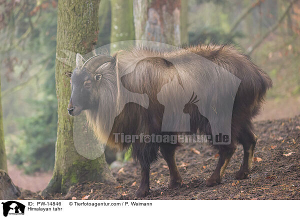 Himalaya-Tahr / Himalayan tahr / PW-14846