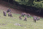 Himalayan tahr