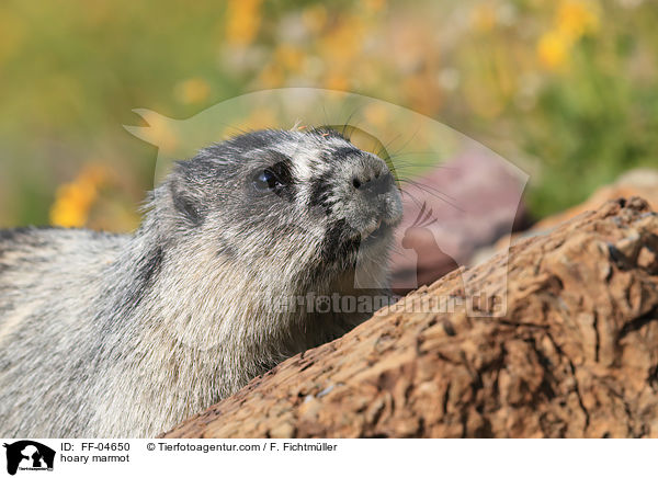 Eisgraues Murmeltier / hoary marmot / FF-04650