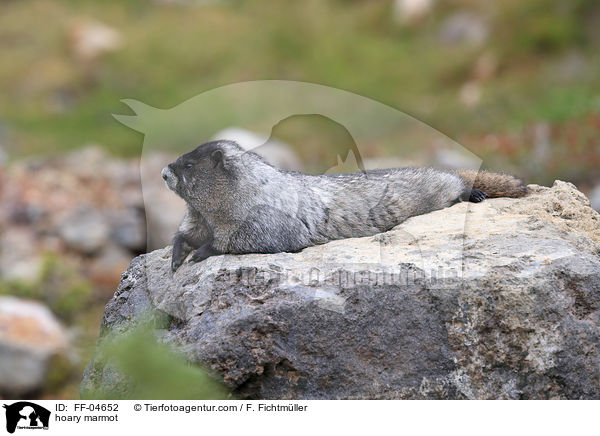 Eisgraues Murmeltier / hoary marmot / FF-04652