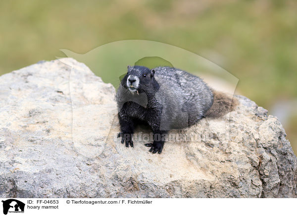 Eisgraues Murmeltier / hoary marmot / FF-04653