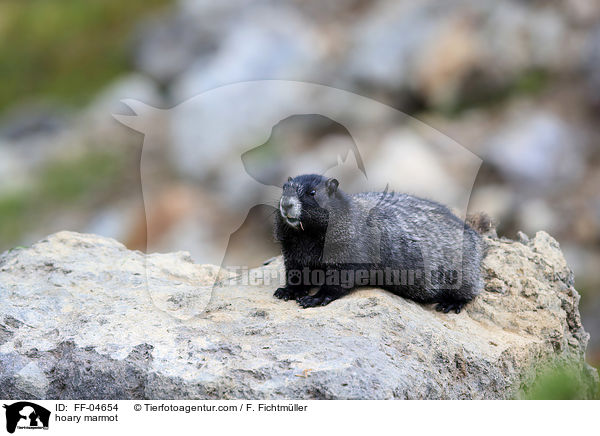 hoary marmot / FF-04654