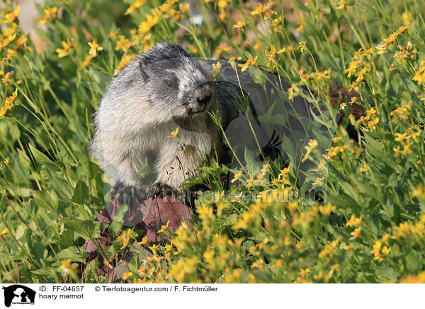 hoary marmot / FF-04657