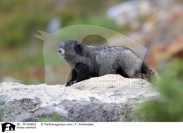 Eisgraues Murmeltier / hoary marmot / FF-04663