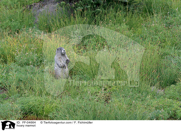 Eisgraues Murmeltier / hoary marmot / FF-04664