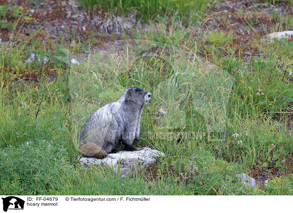 Eisgraues Murmeltier / hoary marmot / FF-04679