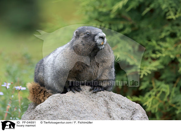 Eisgraues Murmeltier / hoary marmot / FF-04691
