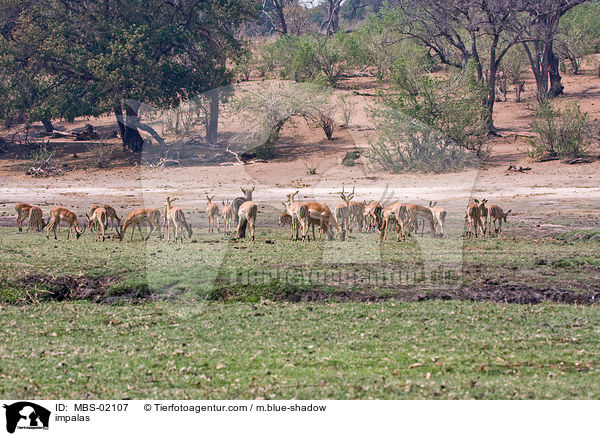 Schwarzfersenantilopen / impalas / MBS-02107