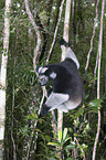 climbing indri