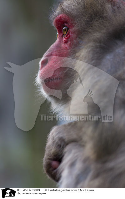 Japanese macaque / AVD-03803