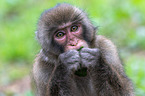 Japanese macaque