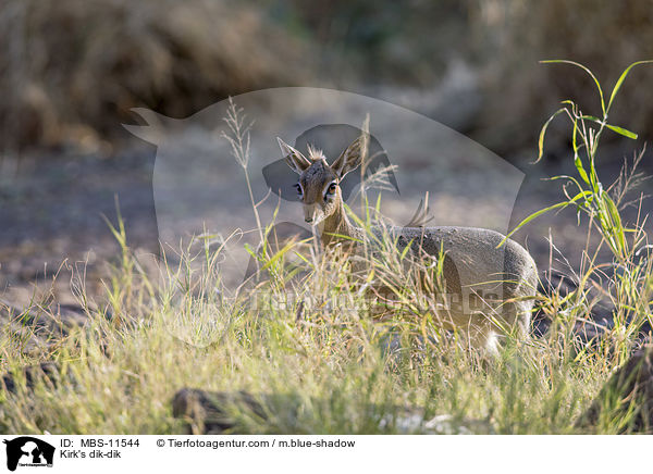 Kirk's dik-dik / MBS-11544