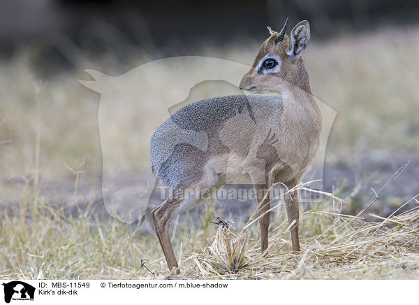 Kirk's dik-dik / MBS-11549