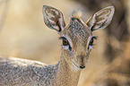 Kirk's dik-dik