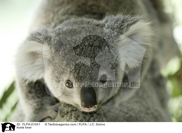 Koala / koala bear / FLPA-01041