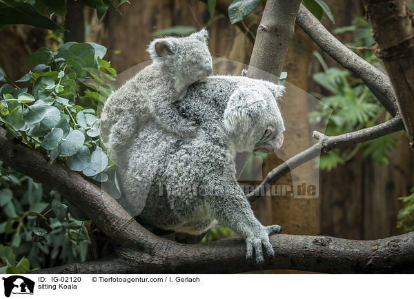 sitzende Koala / sitting Koala / IG-02120