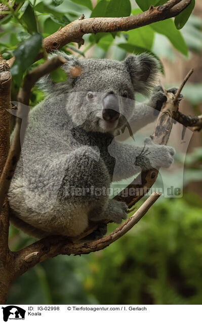 Koala / IG-02998