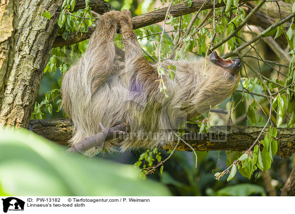 Zweifinger-Faultier / Linnaeus's two-toed sloth / PW-13182