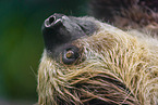 Linnaeus's two-toed sloth