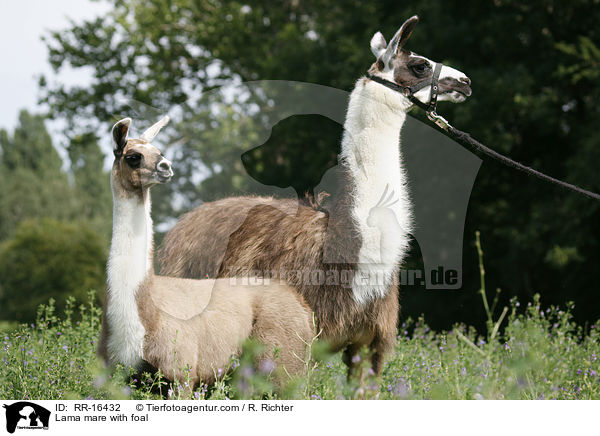 Lama mare with foal / RR-16432