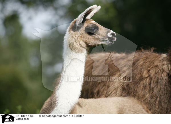 Lama foal / RR-16433