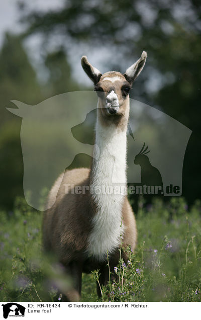 Lama foal / RR-16434