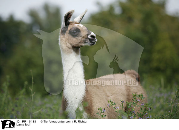 Lama foal / RR-16438