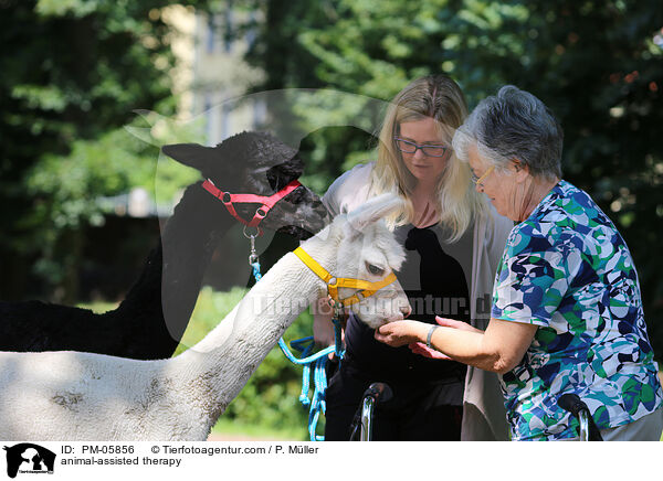 animal-assisted therapy / PM-05856