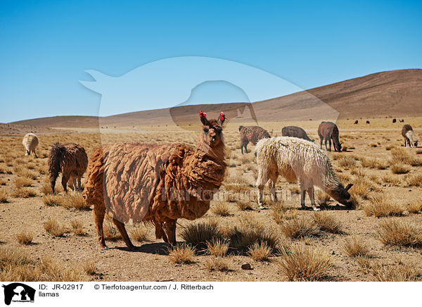 Lamas / llamas / JR-02917