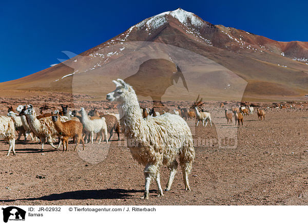 Lamas / llamas / JR-02932