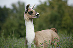 Lama foal