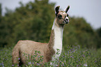 Lama foal