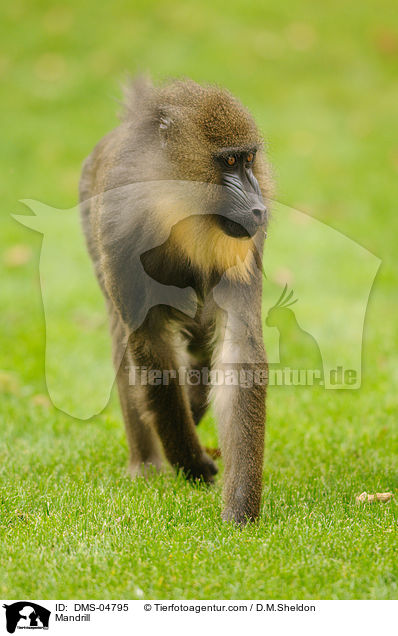 Mandrill / DMS-04795