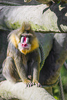 mandrill