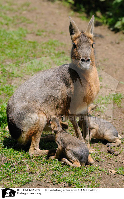 Pampashasen / Patagonian cavy / DMS-01239