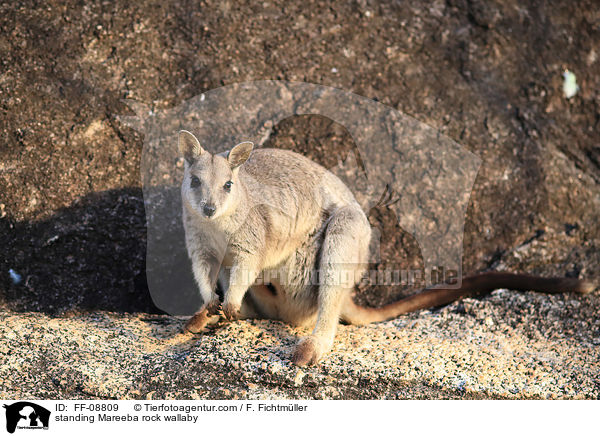 standing Mareeba rock wallaby / FF-08809