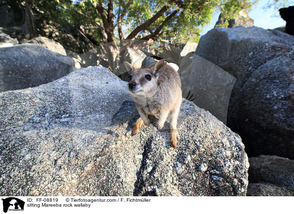 sitting Mareeba rock wallaby / FF-08819