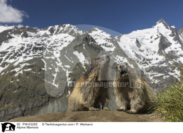 Alpenmurmeltiere / Alpine Marmots / PW-03285