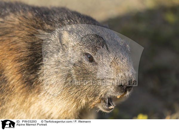 Alpenmurmeltier Portrait / Alpine Marmot Portrait / PW-03293