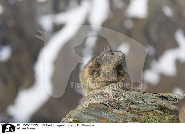 Alpine Marmot / PW-03325