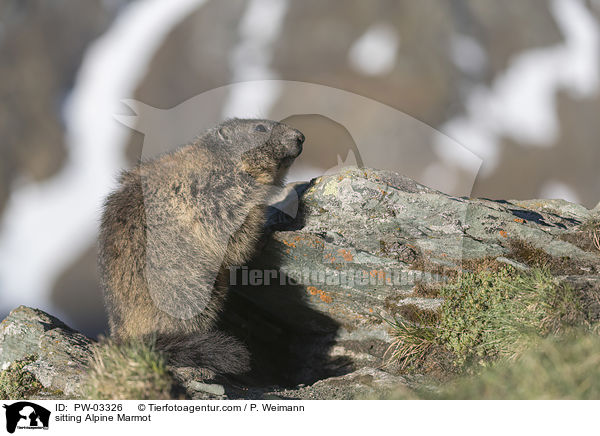 sitting Alpine Marmot / PW-03326